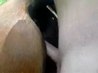 Free zoo porn film with a man fucking a mare
